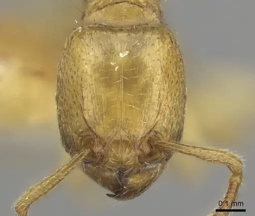 Tetramorium subcoecum specimen