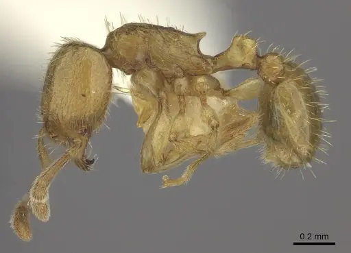 Tetramorium subcoecum specimen
