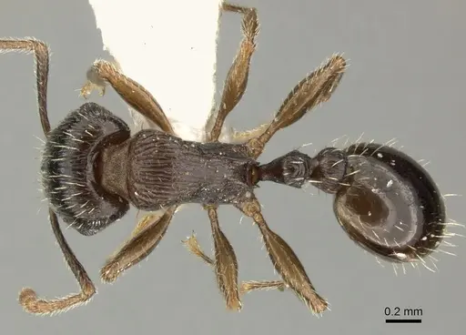 Tetramorium sulcinode specimen