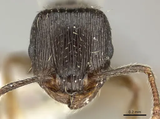 Tetramorium sulcinode specimen