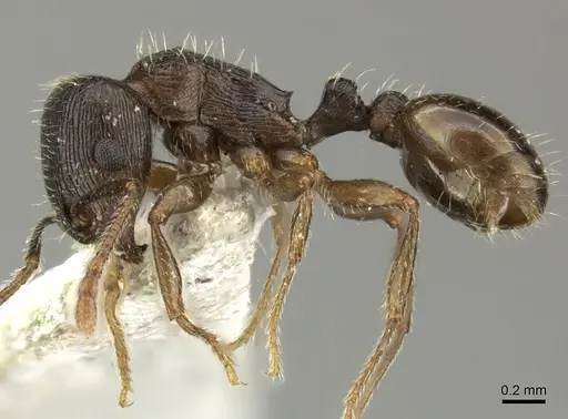 Tetramorium sulcinode specimen