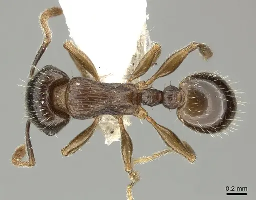 Tetramorium sulcinode - CASENT0906713