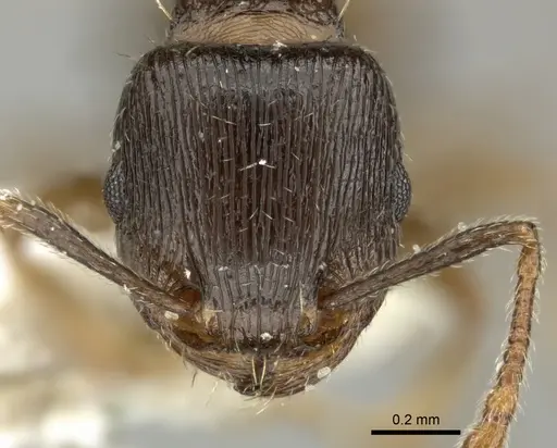 Tetramorium sulcinode - CASENT0906713