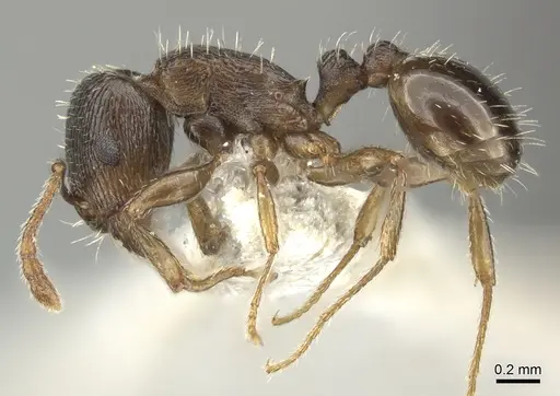 Tetramorium sulcinode - CASENT0906713
