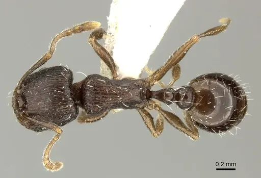 Tetramorium sulcinode - CASENT0906720