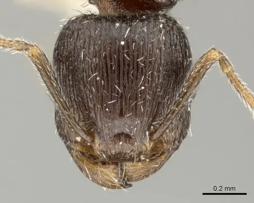 Tetramorium sulcinode - CASENT0906720
