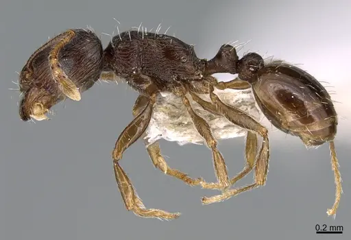 Tetramorium sulcinode - CASENT0906720