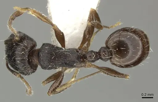 Tetramorium sulcinode - CASENT0906721