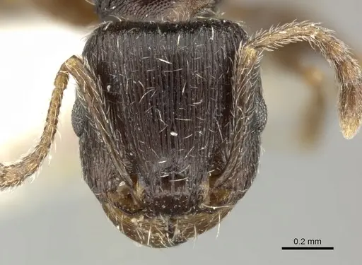 Tetramorium sulcinode - CASENT0906721
