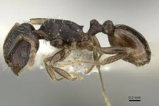 Tetramorium sulcinode - CASENT0906721