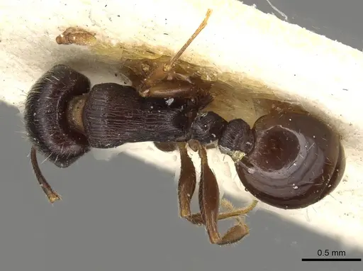 Tetramorium sulcinode - CASENT0915091