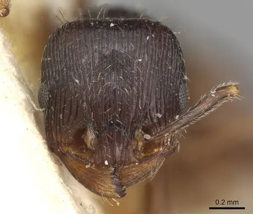 Tetramorium sulcinode - CASENT0915091