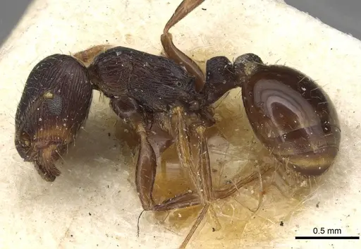 Tetramorium sulcinode - CASENT0915091