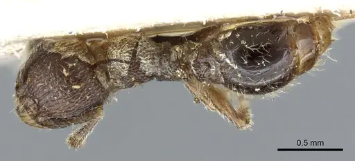 Tetramorium surrogatum specimen