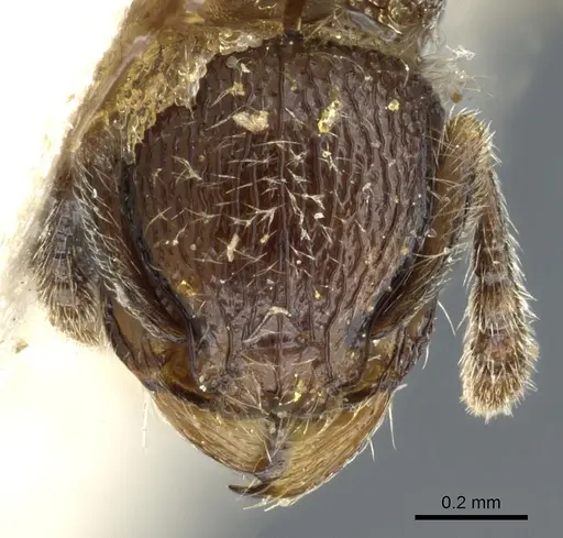 Tetramorium surrogatum specimen