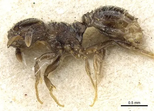 Tetramorium surrogatum specimen