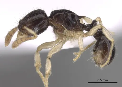 Tetramorium susannae specimen