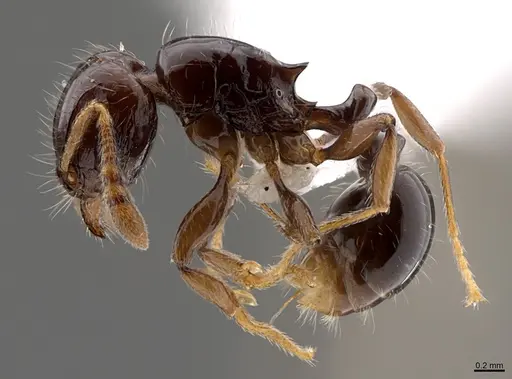 Tetramorium susannae - CASENT0403740