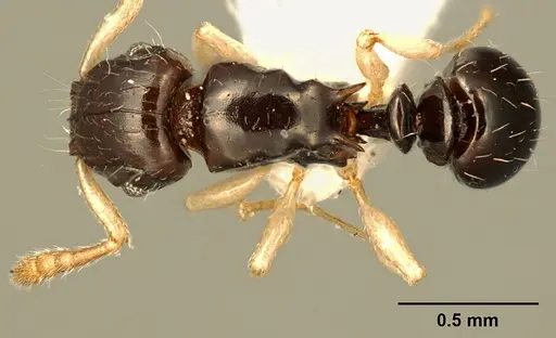 Tetramorium susannae - ZFMKHYM20096093