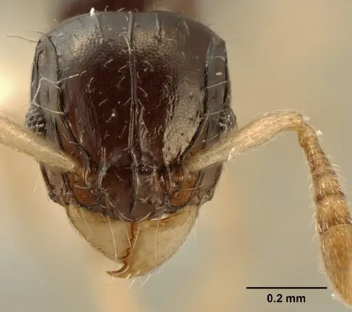 Tetramorium susannae - ZFMKHYM20096093