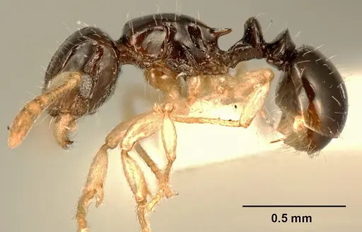 Tetramorium susannae - ZFMKHYM20096093