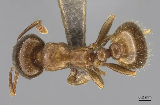 Tetramorium syriacum specimen