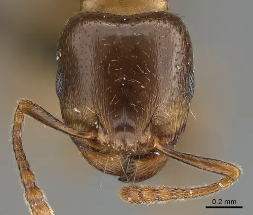 Tetramorium syriacum specimen
