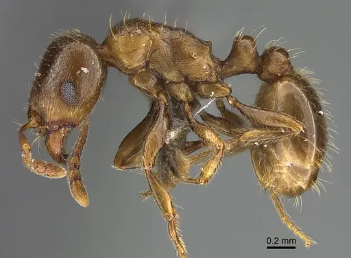 Tetramorium syriacum specimen