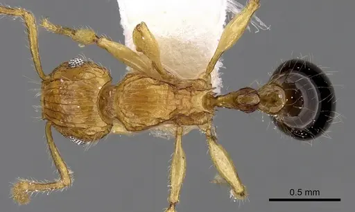 Tetramorium tabarum specimen