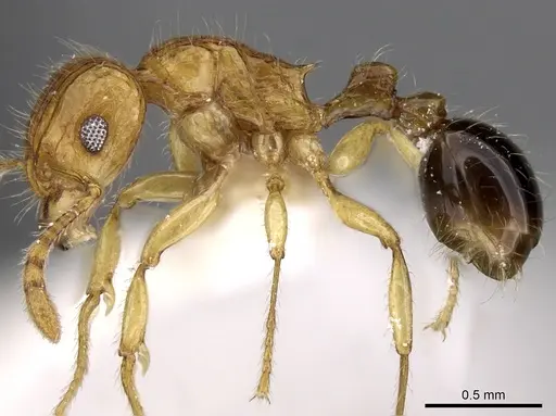 Tetramorium tabarum specimen