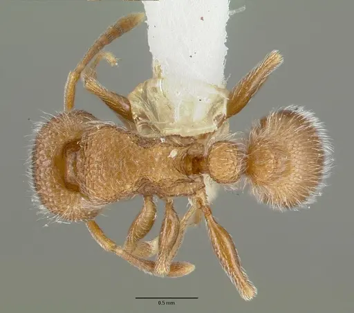 Tetramorium talpa specimen