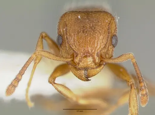 Tetramorium talpa specimen