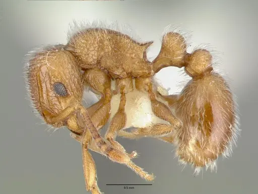 Tetramorium talpa specimen