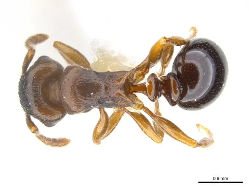 Tetramorium tanaense specimen