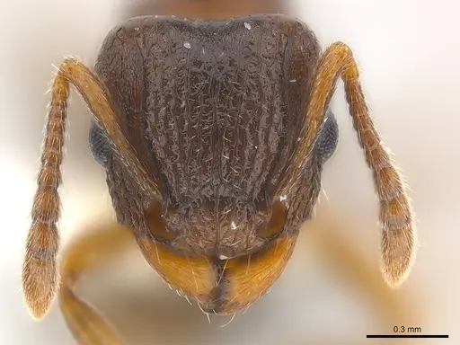Tetramorium tanaense specimen
