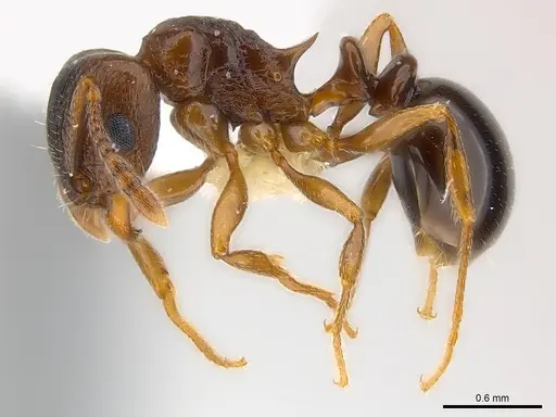 Tetramorium tanaense specimen