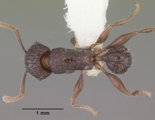 Tetramorium tantillum specimen