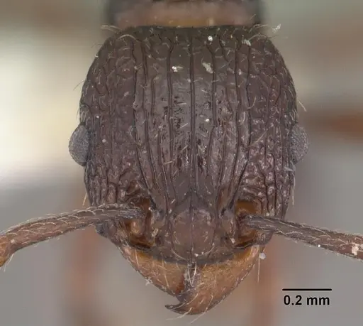 Tetramorium tantillum specimen
