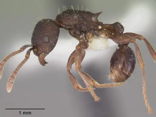 Tetramorium tantillum specimen