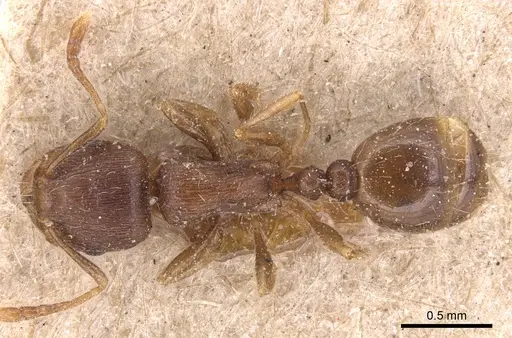 Tetramorium taueret specimen
