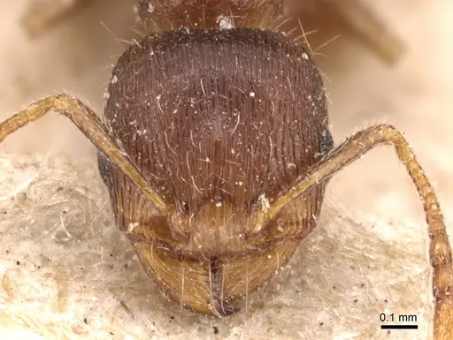 Tetramorium taueret specimen