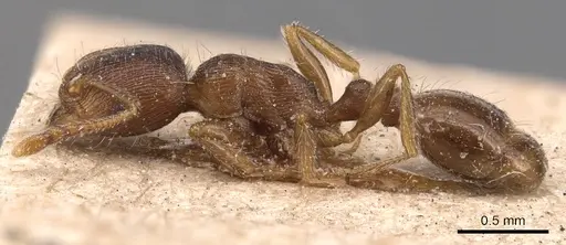 Tetramorium taueret specimen