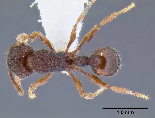 Tetramorium taylori specimen