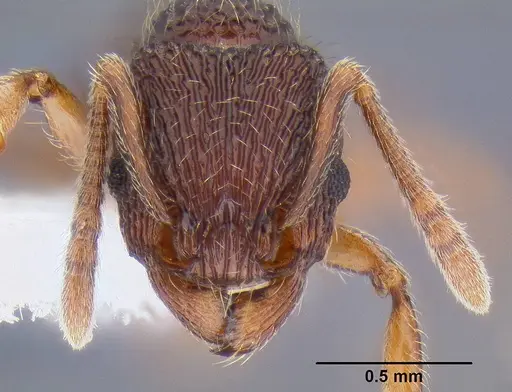 Tetramorium taylori specimen