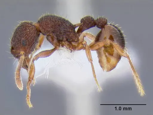 Tetramorium taylori specimen