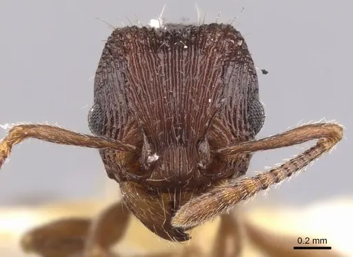 Tetramorium taylori - CASENT0901045