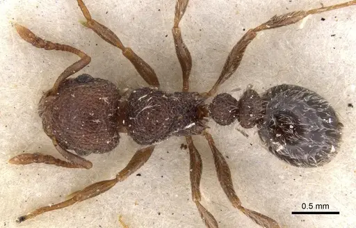 Tetramorium tenebrosum specimen
