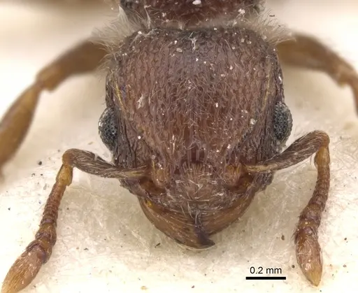 Tetramorium tenebrosum specimen