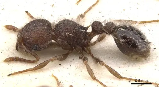 Tetramorium tenebrosum specimen