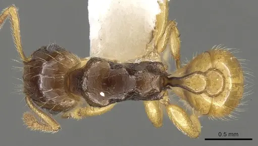 Tetramorium tenuicrine specimen